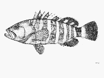 Image of Hyporthodus septemfasciatus (Convict grouper)