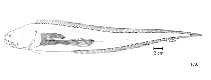 Image of Eretmichthys pinnatus 