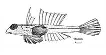 Image of Foetorepus paxtoni (Paxton’s dragonet)