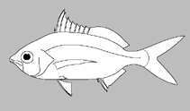 Image of Gerres filamentosus (Whipfin silver-biddy)