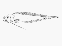 Image of Glyptophidium longipes (Bigeye brotula)
