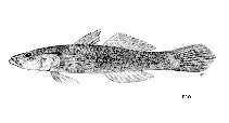Image of Glossogobius sparsipapillus (Linecheek tank goby)