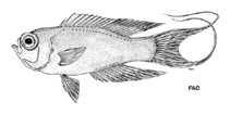 Image of Grammatonotus crosnieri (Long-tailed groppo)