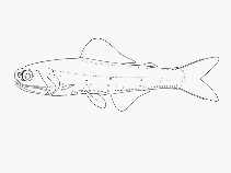 Image of Gymnoscopelus hintonoides (False-midas lanternfish)