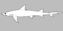 Image of Paragaleus leucolomatus (Whitetip weasel shark)