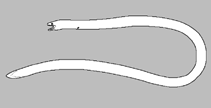 Image of Panturichthys longus (Slender shortfaced eel)