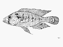 Image of Haplochromis paludinosus 