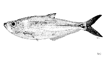 Image of Ilisha compressa (Compressed ilisha)