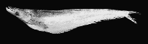 Image of Phalacronotus apogon 