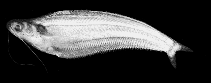 Image of Kryptopterus bicirrhis (Glass catfish)