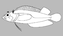 Image of Malacoctenus lianae (Noronha scaly blenny)