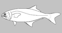 Image of Leptobrama pectoralis (Longfin beach salmon)