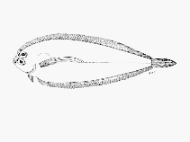 Image of Laeops pectoralis (Longarm flounder)