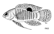 Image of Lipogramma robinsi (Yellowbar basslet)