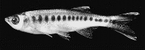 Image of Luciosoma spilopleura (Apollo sharkminnow)