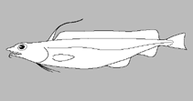 Image of Gadella macrura (Longtail cod)