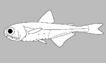 Image of Protomyctophum thompsoni (Bigeye lanternfish)