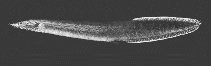 Image of Macrognathus maculatus (Frecklefin eel)