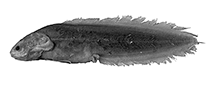Image of Majungaichthys simplex 