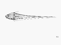 Image of Mesovagus berryi (Berry\