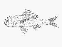 Image of Melamphaes danae (Bigscale)