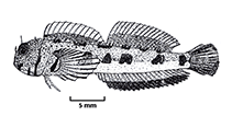 Image of Mimoblennius lineathorax 