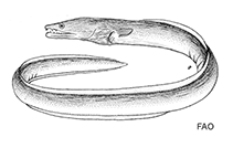 Image of Mystriophis crosnieri 