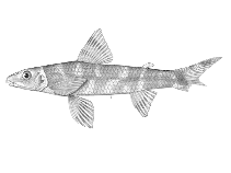 Image of Nannocharax procatopus 