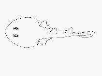 Image of Narcine rierai (Slender electric ray)