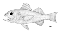 Image of Verilus cynodon (Silver splitfin)