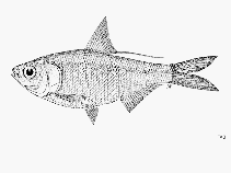 Image of Nematalosa flyensis (Fly river gizzard shad)