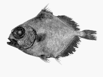 Neocyttus rhomboidalis, Spiky oreo : fisheries