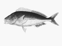 Image of Nemadactylus valenciennesi (Sea carp)