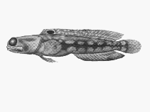 Image of Opistognathus margaretae (Halfscaled jawfish)