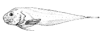 Image of Osteodiscus cascadiae (Bigtail snailfish)