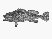 Image of Othos dentex (Harlequin fish)