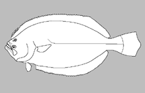 Image of Paralichthys delfini 