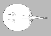 Image of Heliotrygon rosai (Rosa’s round ray)