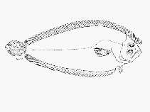 Image of Paralichthodes algoensis (Peppered flounder)