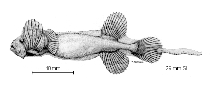 Image of Parataeniophorus brevis (Short tapetail)
