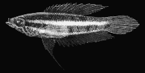 Image of Parosphromenus deissneri (Licorice gourami)