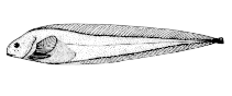 Image of Paraliparis garmani (Pouty seasnail)