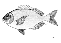 Image of Pachymetopon grande (Bronze seabream)