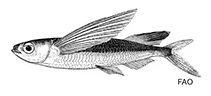 Image of Parexocoetus hillianus (Flyingfish)