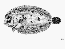 Image of Parabothus polylepis (Manyscaled flounder)