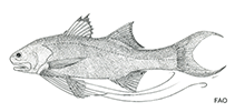 Image of Polydactylus macrophthalmus (River threadfin)