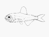 Image of Protomyctophum luciferum (Damsel lanternfish)