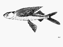 Image of Prognichthys sealei (Sailor flyingfish)