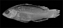 Image of Pseudochromis alticaudex (Spotbreast dottyback)