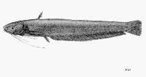 Image of Pterocryptis bokorensis 